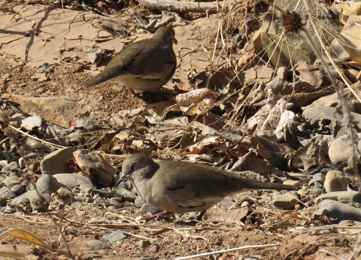 Picui Ground Dove - ML257704681