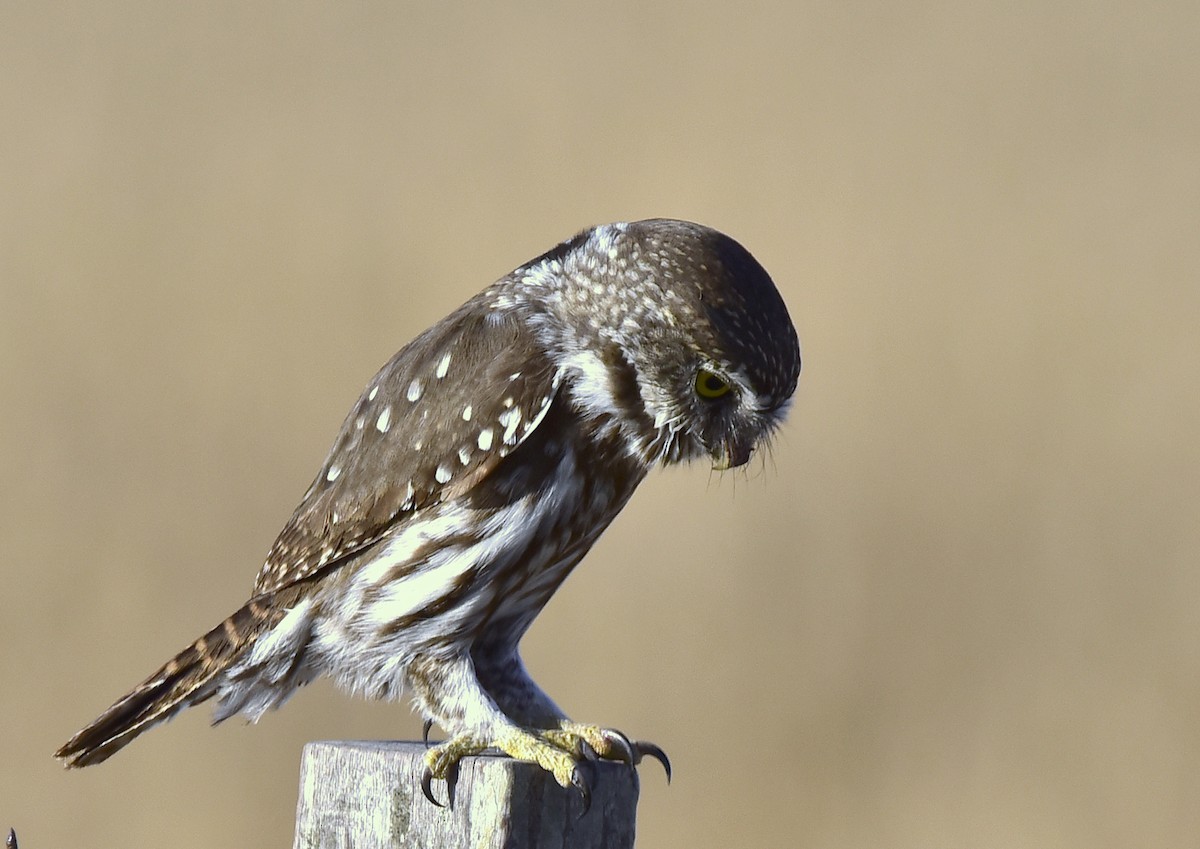 Ferruginous Pygmy-Owl - ML257706441