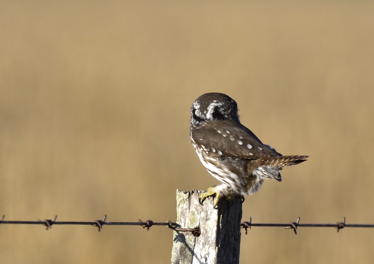 Ferruginous Pygmy-Owl - ML257706491