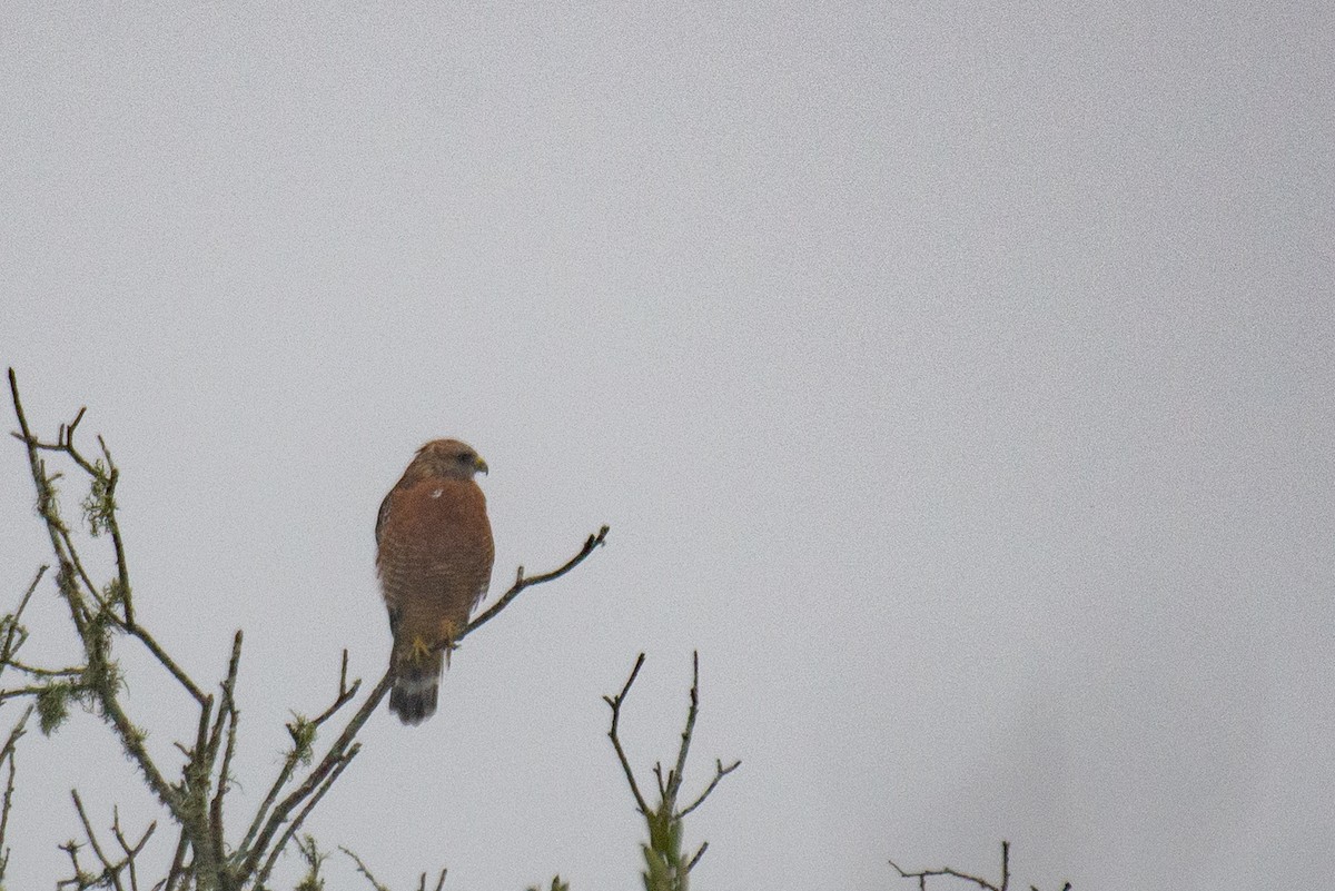 Red-shouldered Hawk - ML257707211