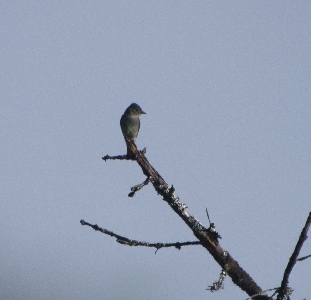 Western Wood-Pewee - ML257707261