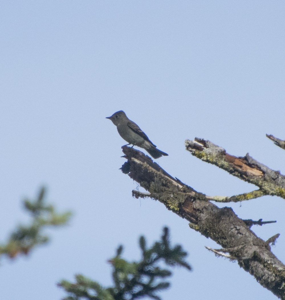 Western Wood-Pewee - ML257707311