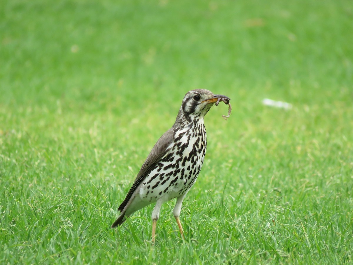 Groundscraper Thrush - ML257707341