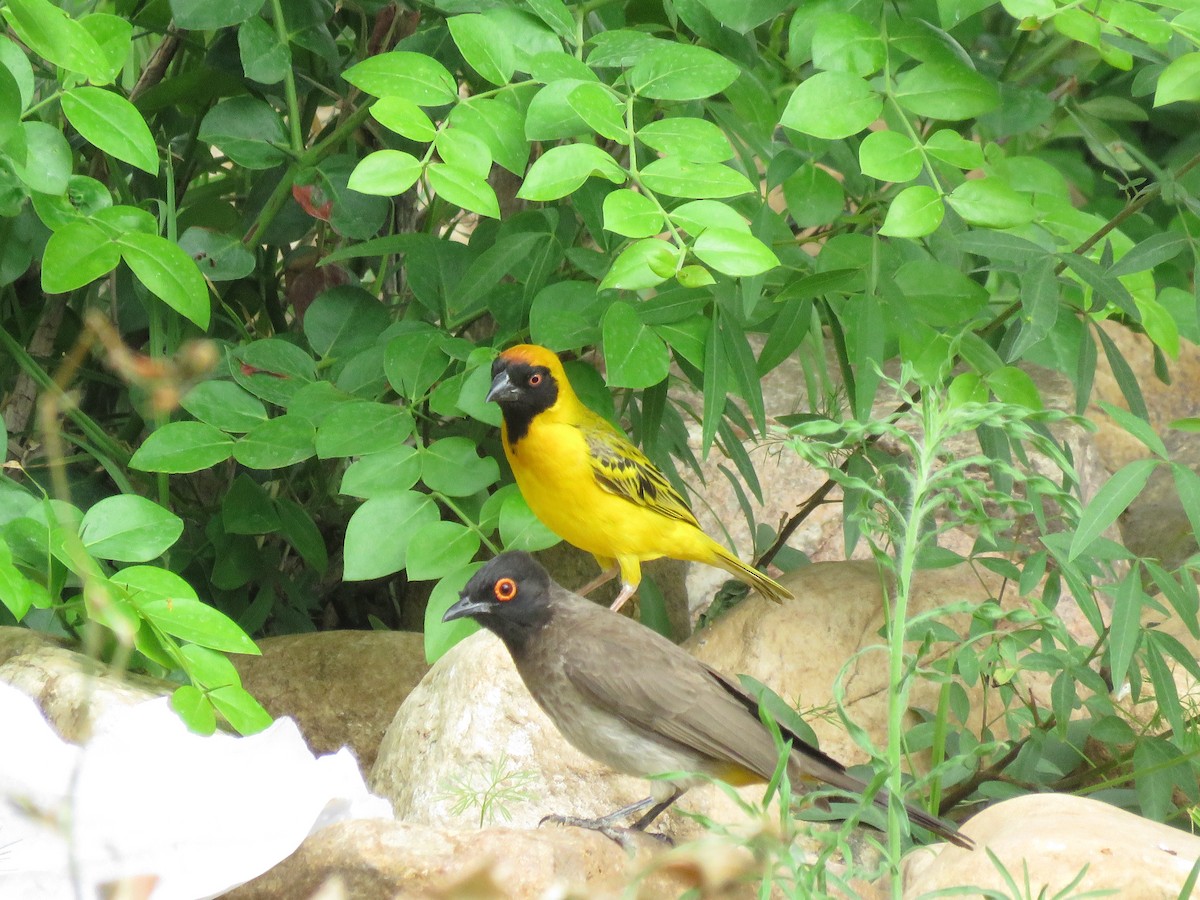 Southern Masked-Weaver - ML257707571