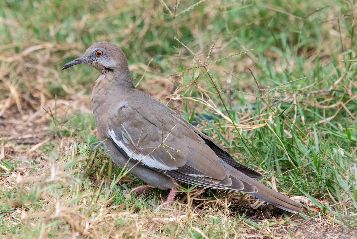 pigeon/dove sp. - Nigella Hillgarth