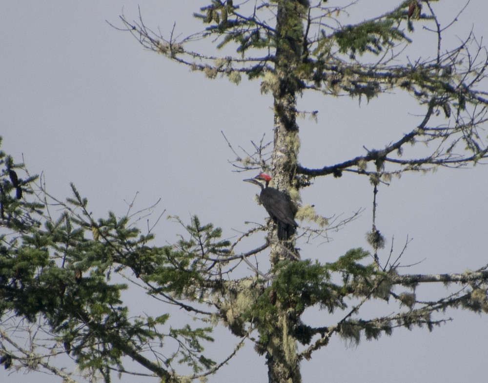 Pileated Woodpecker - ML257708141