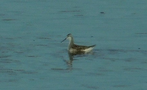 Wilson's Phalarope - ML257708291