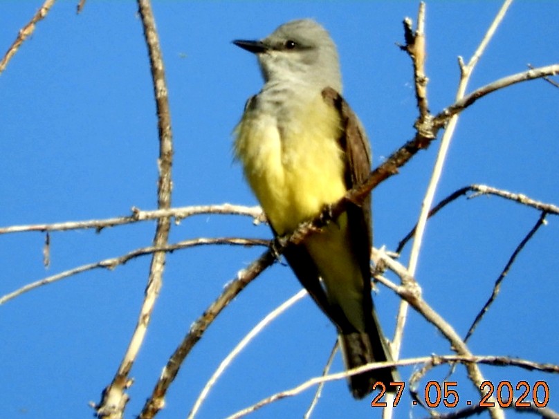 Western Kingbird - ML257709051