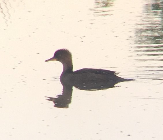 Hooded Merganser - ML257710541