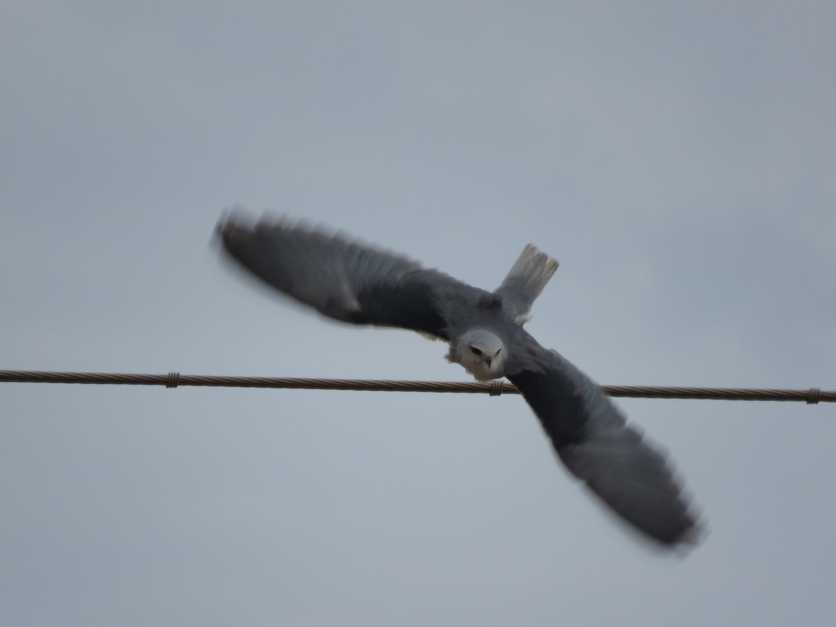 Black-winged Kite - ML257711381