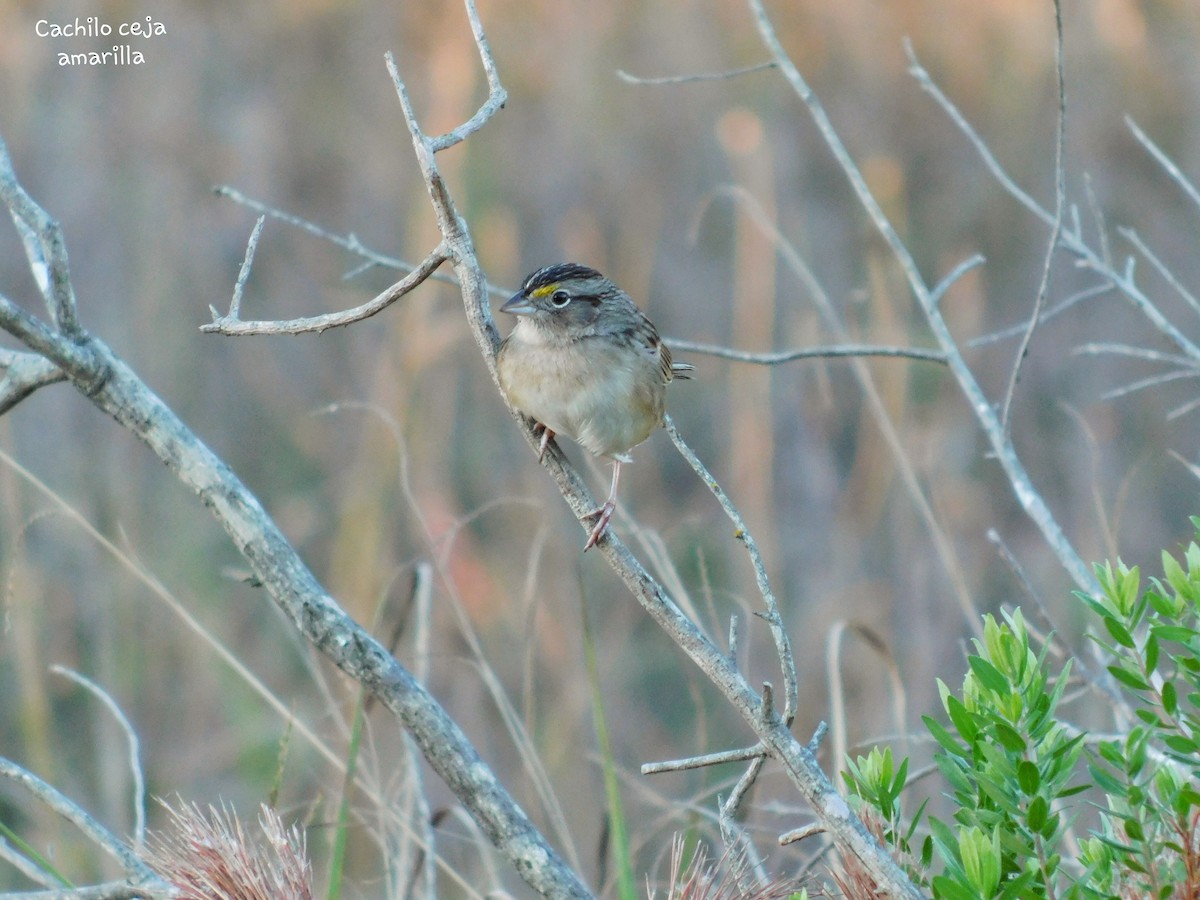Grassland Sparrow - ML257712651