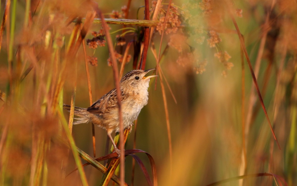 Sedge Wren - ML257713411