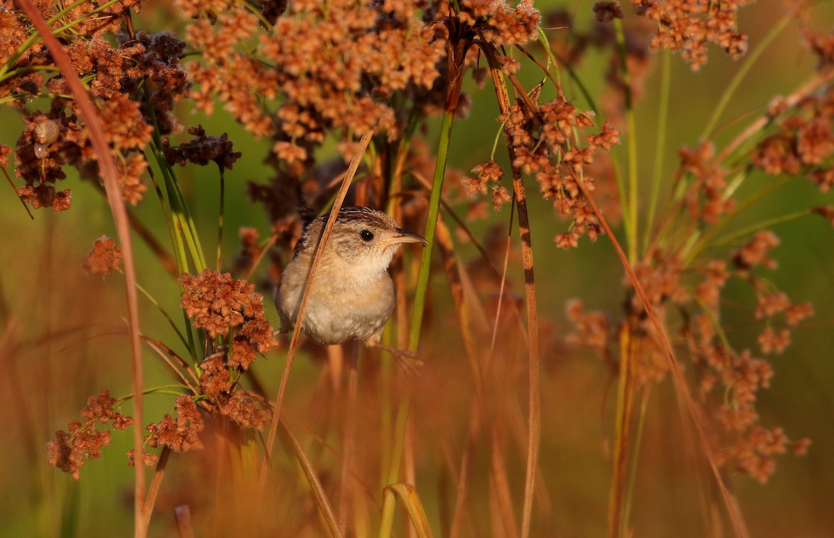 Sedge Wren - ML257713481