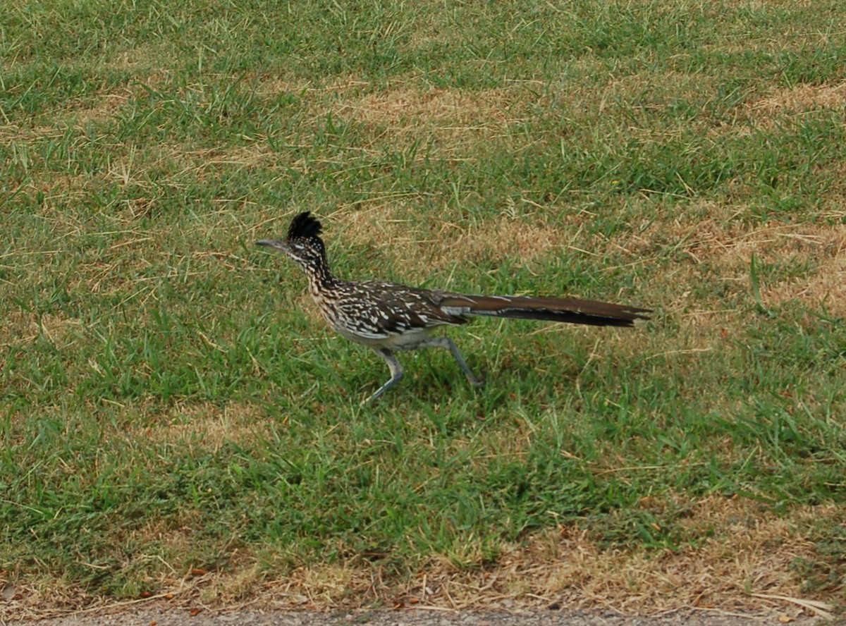 Greater Roadrunner - ML257713821