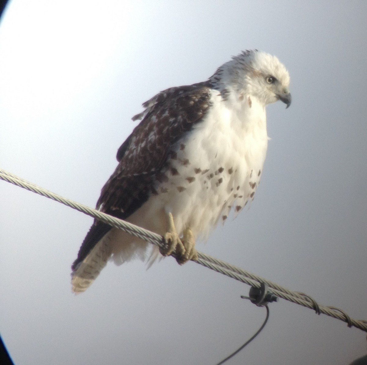 Red-tailed Hawk (Krider's) - ML257714131