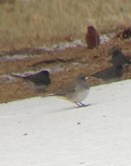 Dark-eyed Junco (cismontanus) - ML257714651