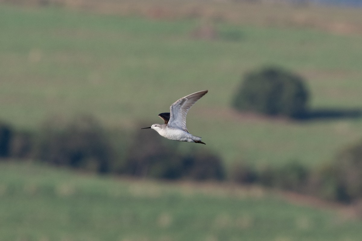 Wilson's Phalarope - Giovan Alex