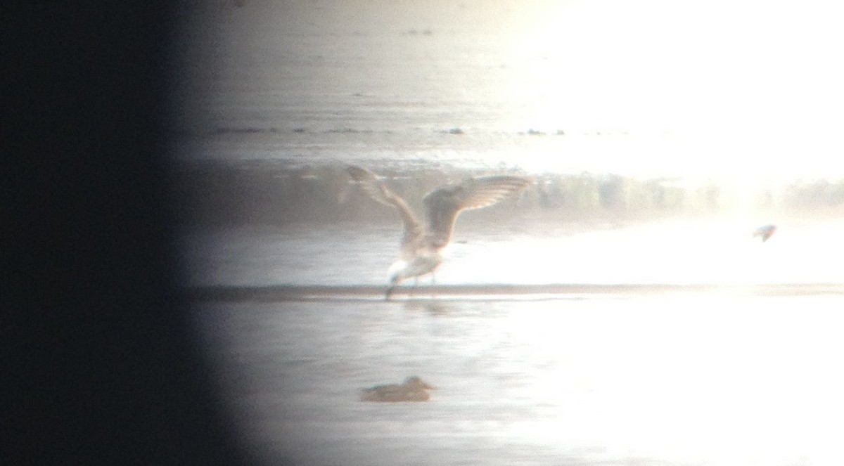 Lesser Black-backed Gull - ML257715221