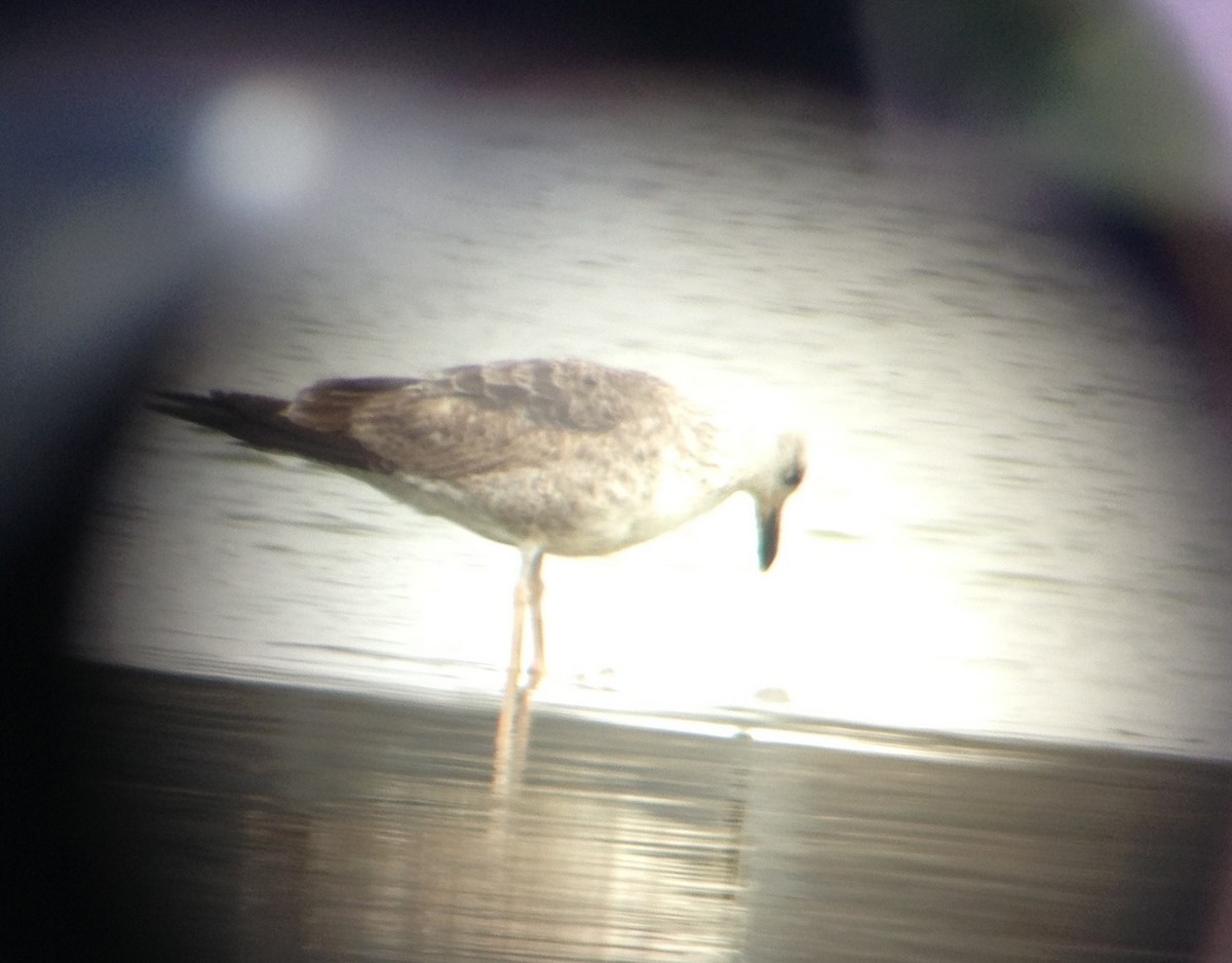 Lesser Black-backed Gull - ML257715231