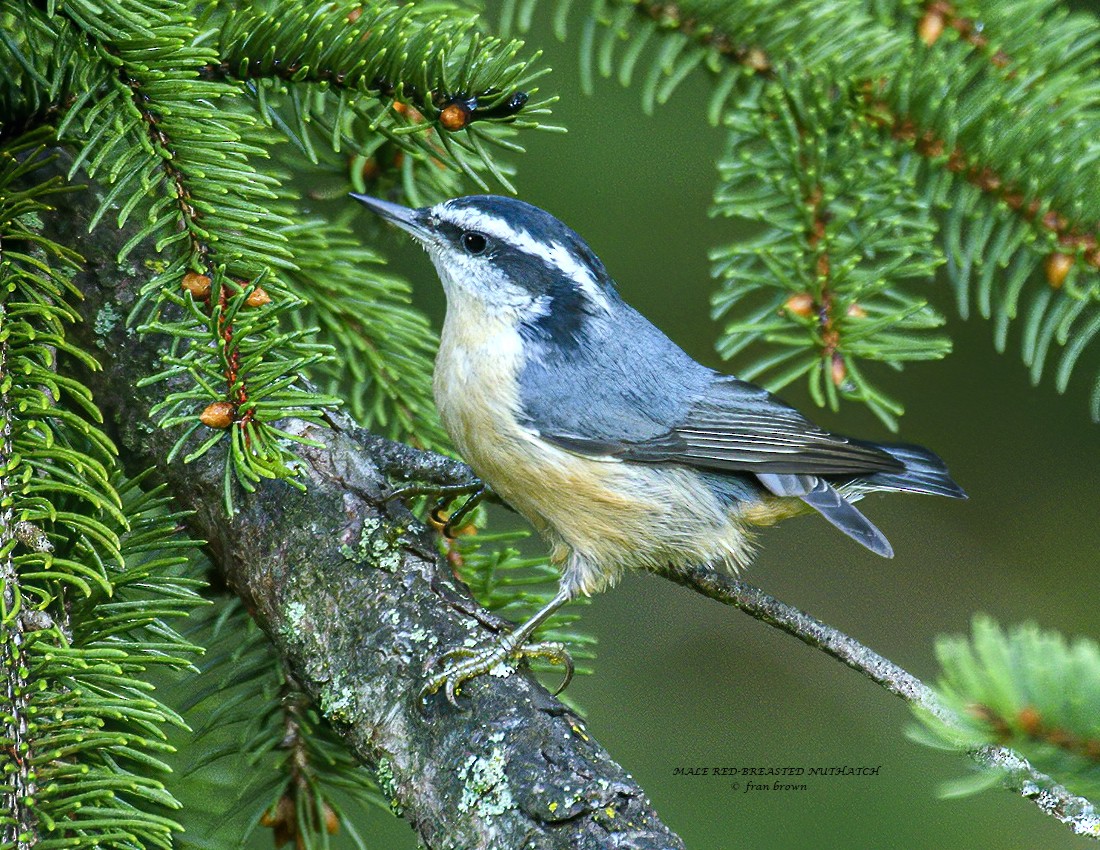 Red-breasted Nuthatch - ML257716001