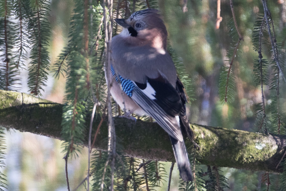 Eurasian Jay - Steve Kelling