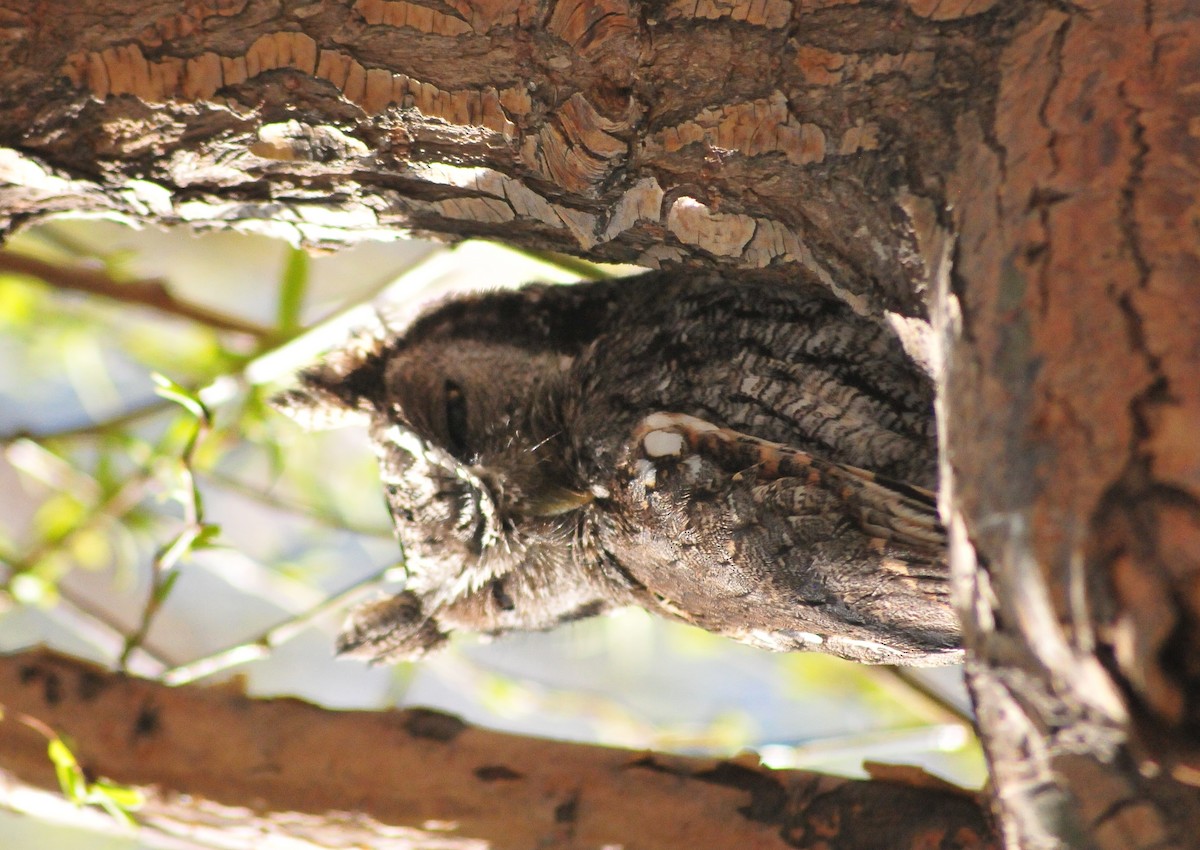 Tropical Screech-Owl - MARIO ELOSEGUI