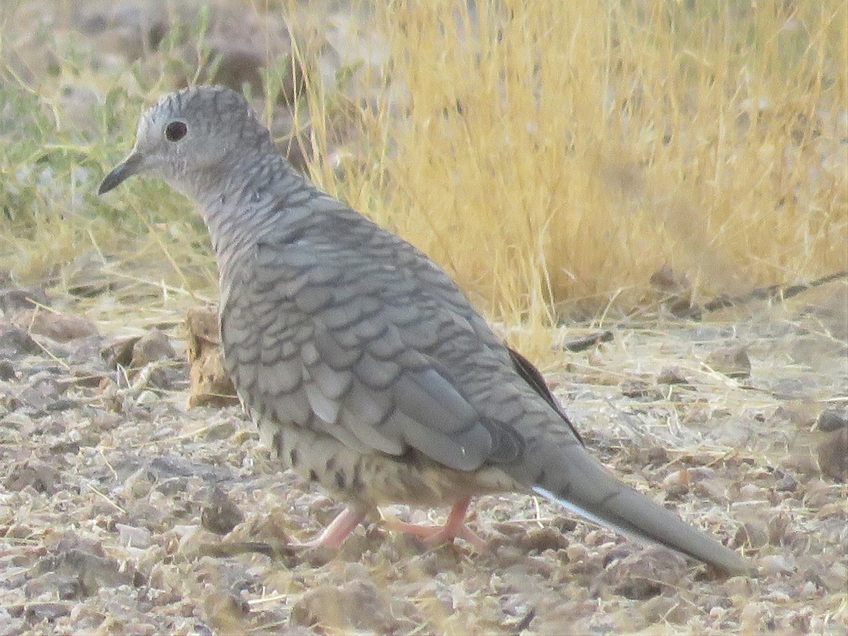 Inca Dove - ML257719091