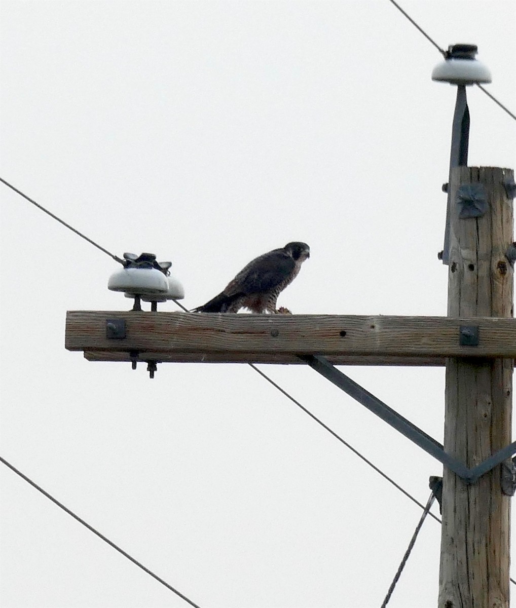 Peregrine Falcon - ML257719911