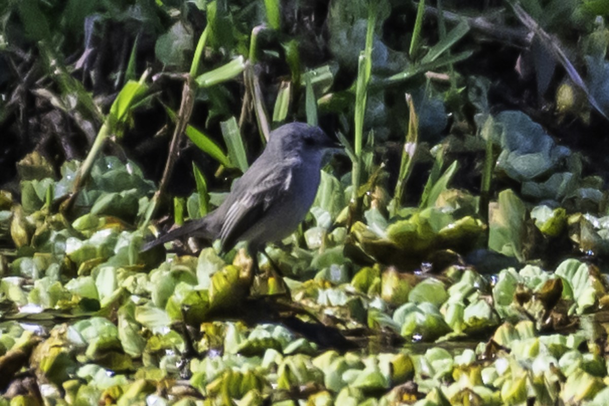 Sooty Tyrannulet - ML257720711