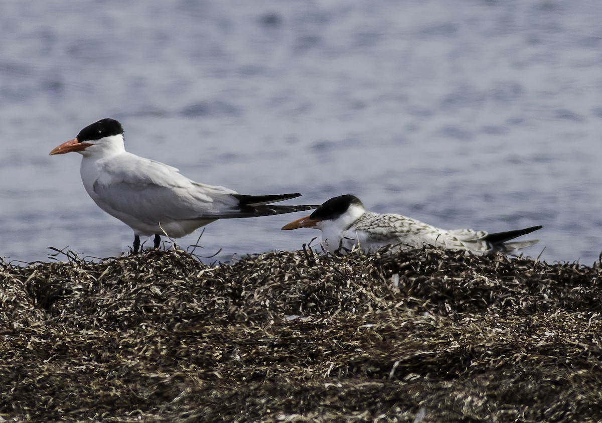 Caspian Tern - Steve Vines