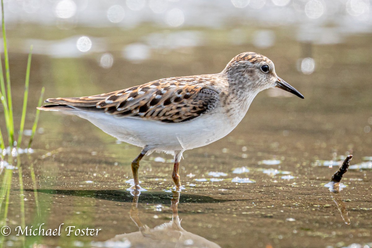 Least Sandpiper - ML257724371