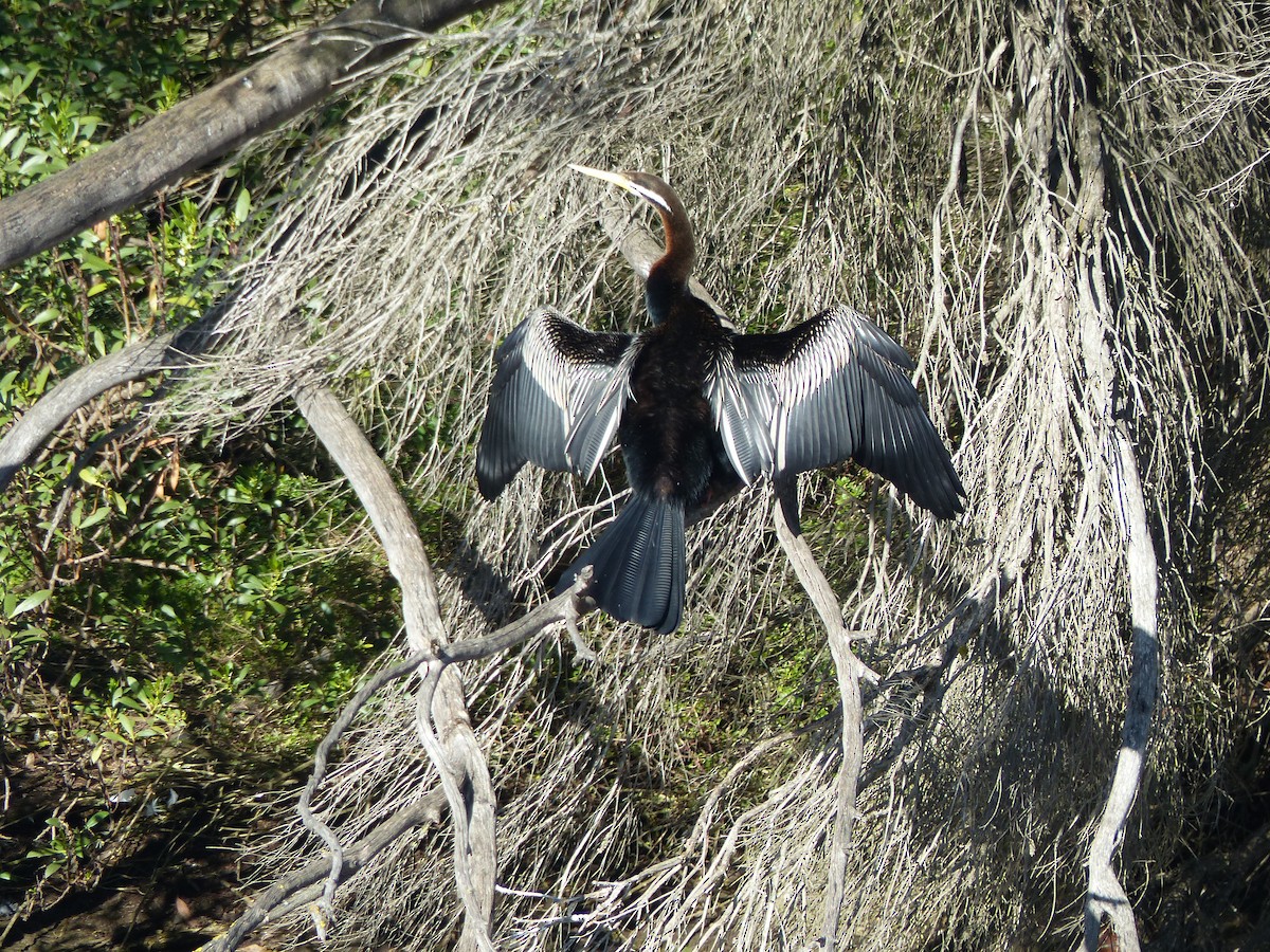 Anhinga Australiana - ML257724821