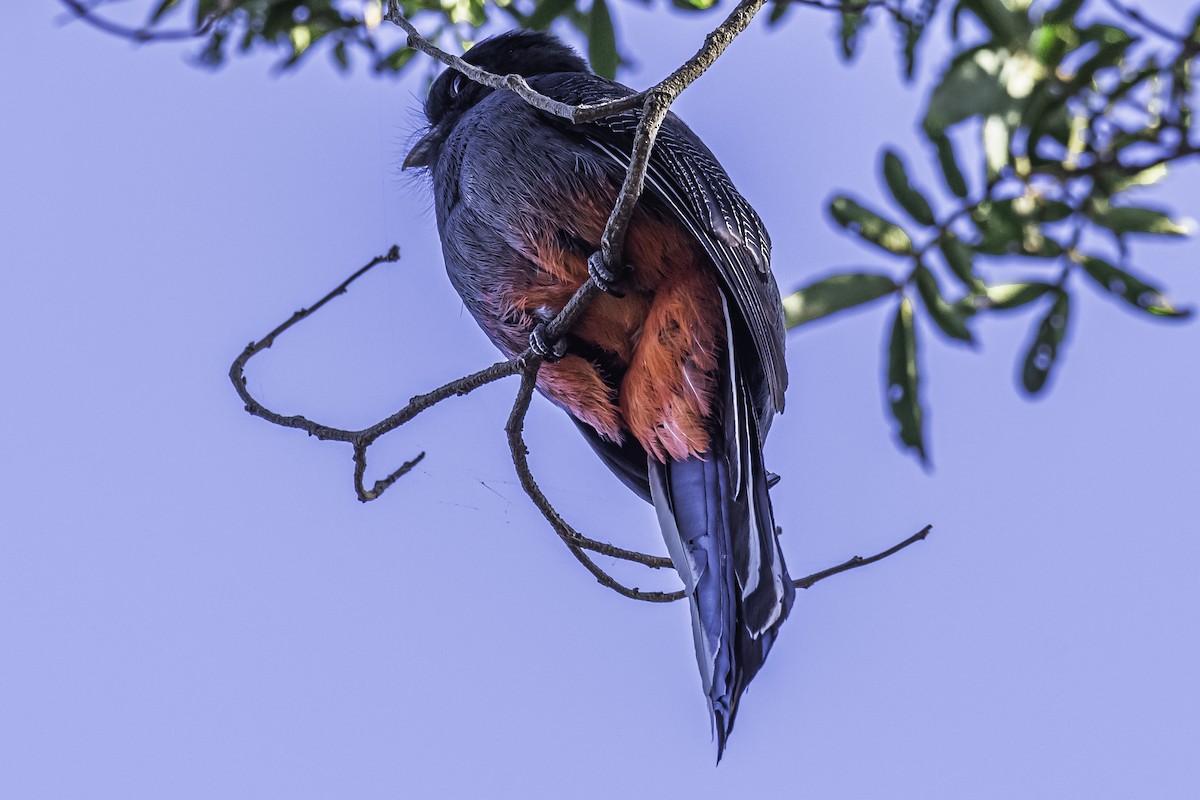 Surucua Trogon - Amed Hernández