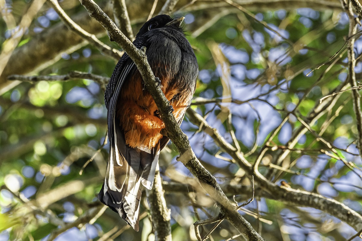 Surucua Trogon - ML257725561