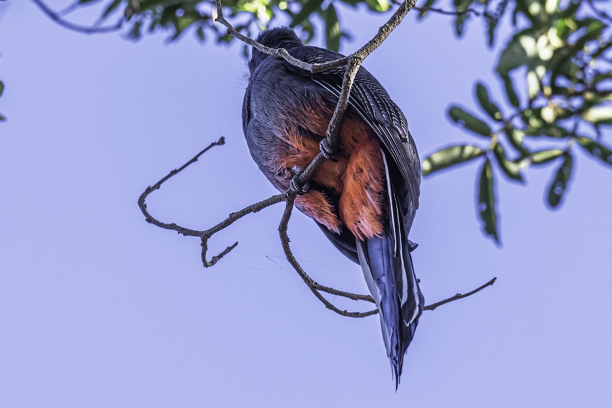 Surucua Trogon - ML257725591