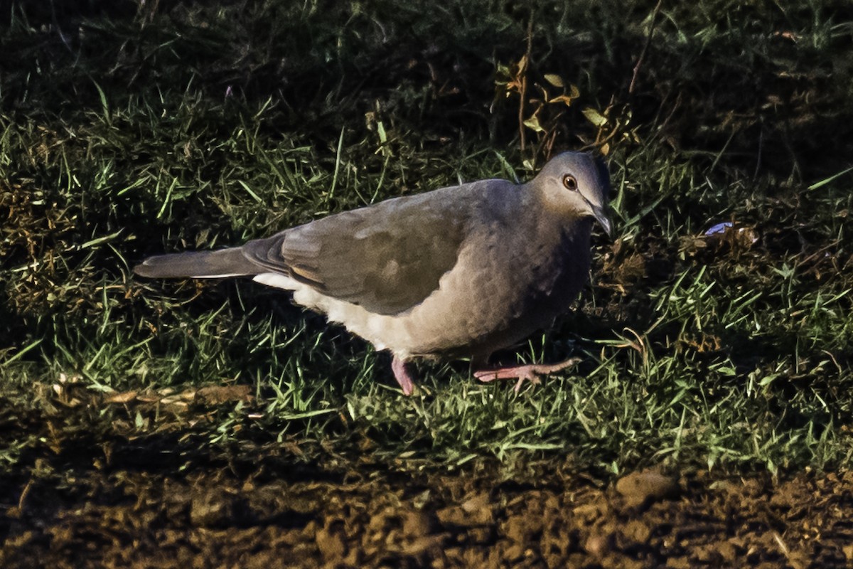 White-tipped Dove - ML257725681