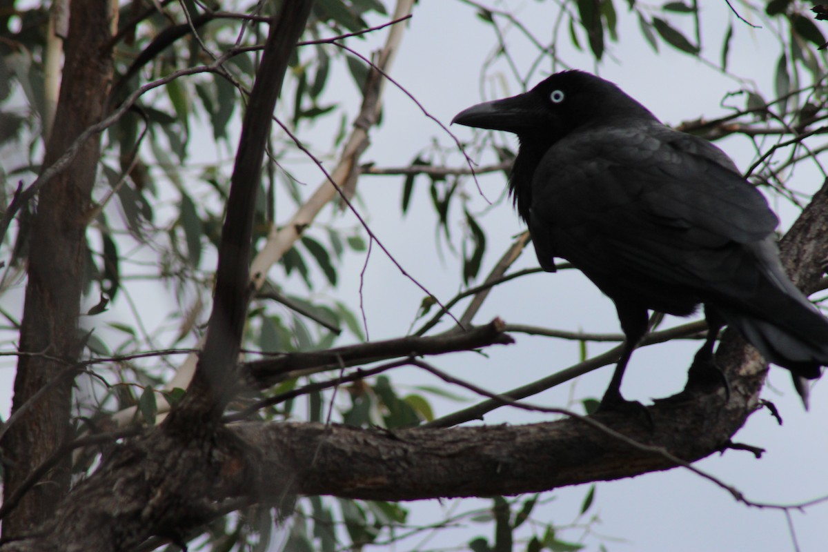 Australian Raven - ML25772761