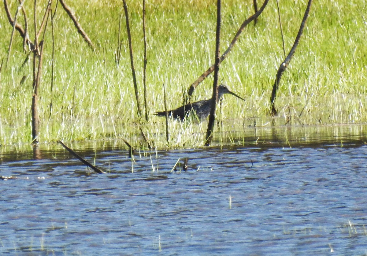 Greater Yellowlegs - ML257727901