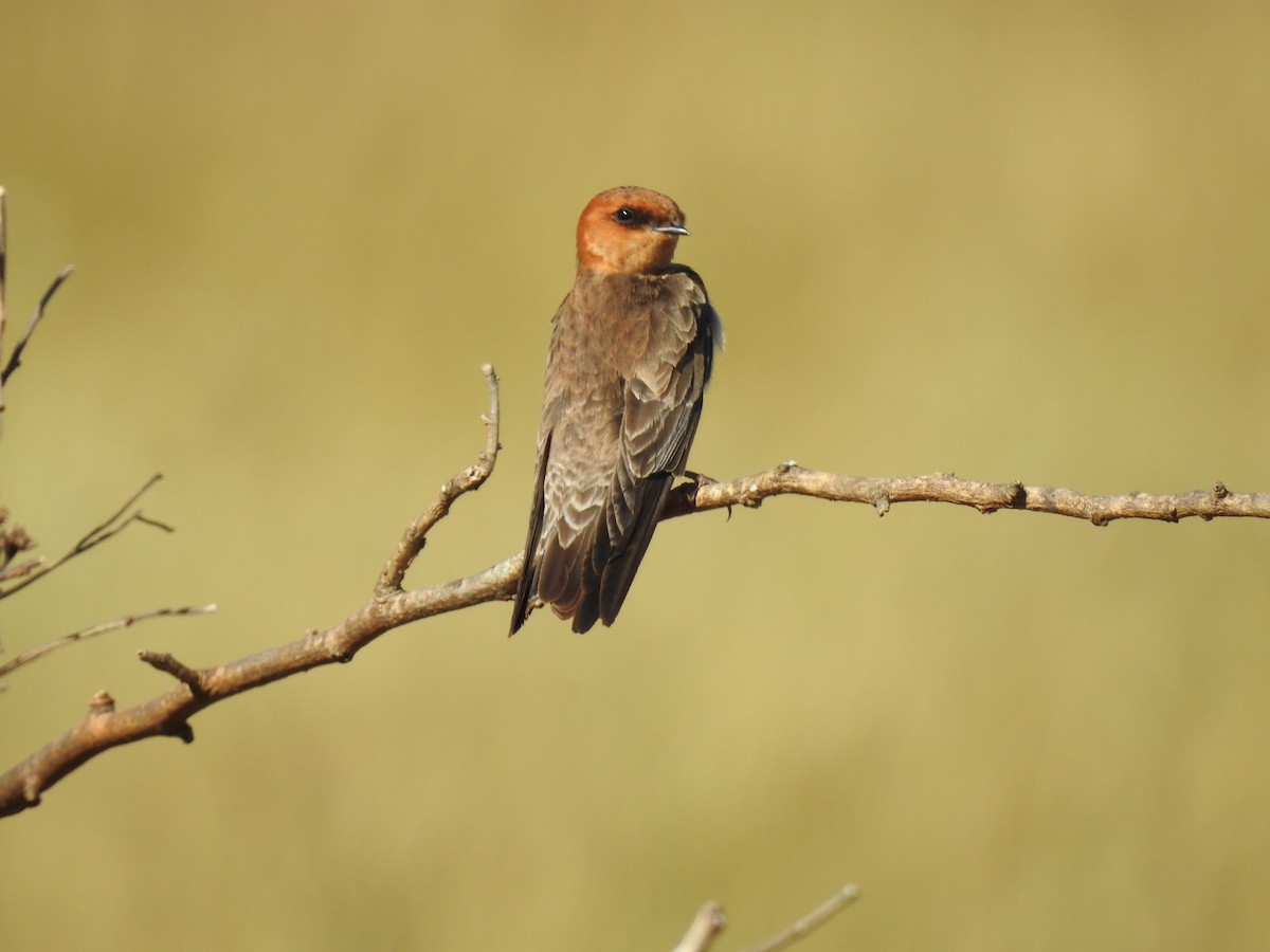 Tawny-headed Swallow - ML257727961