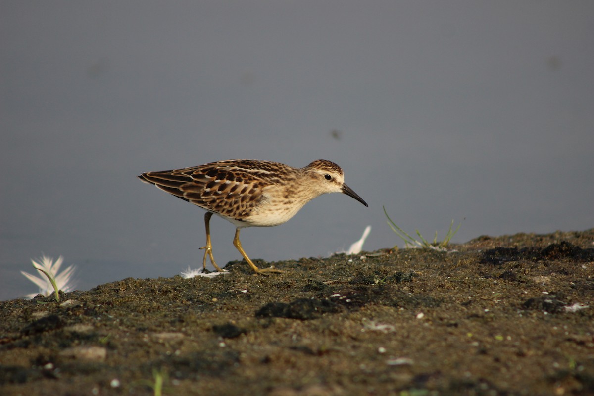 Least Sandpiper - ML257731601