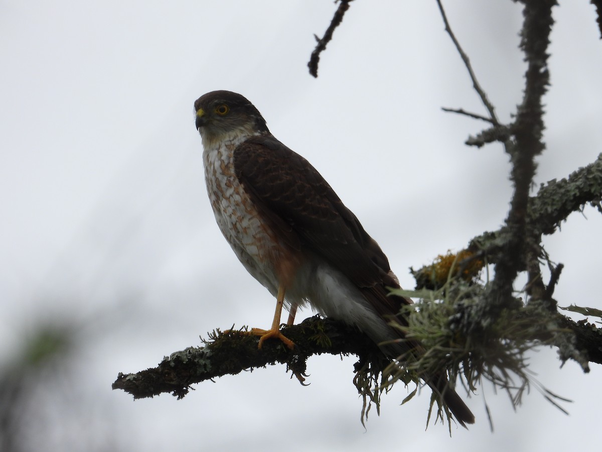 Sharp-shinned Hawk - Raul Ibarra