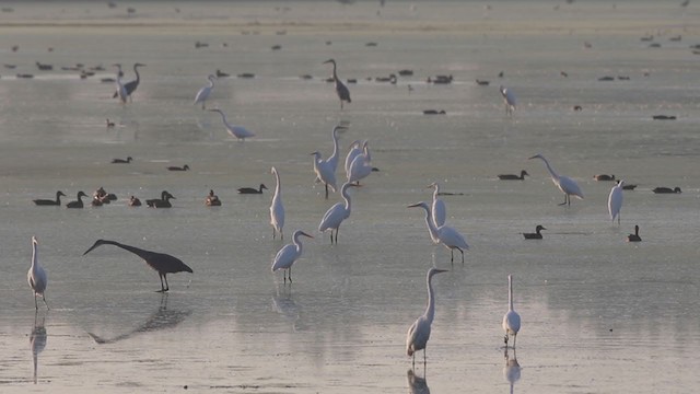 Great Egret - ML257732291