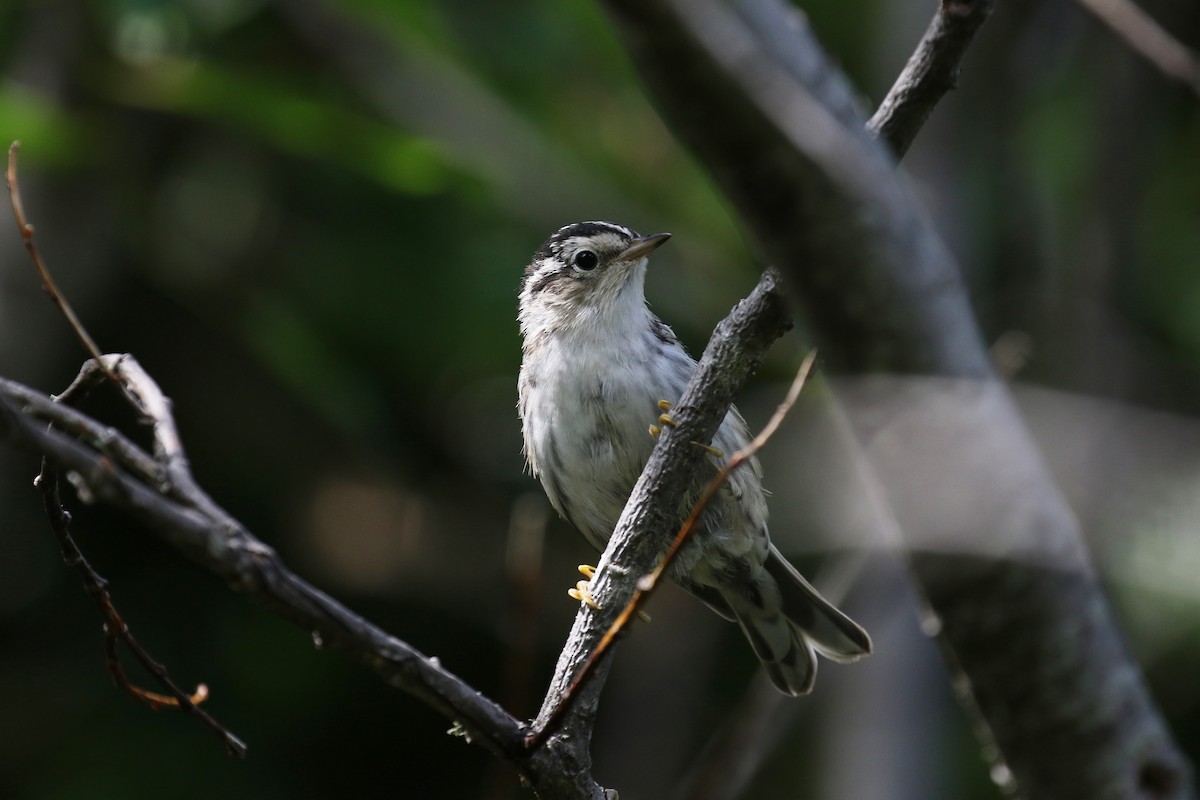 Black-and-white Warbler - ML257732461