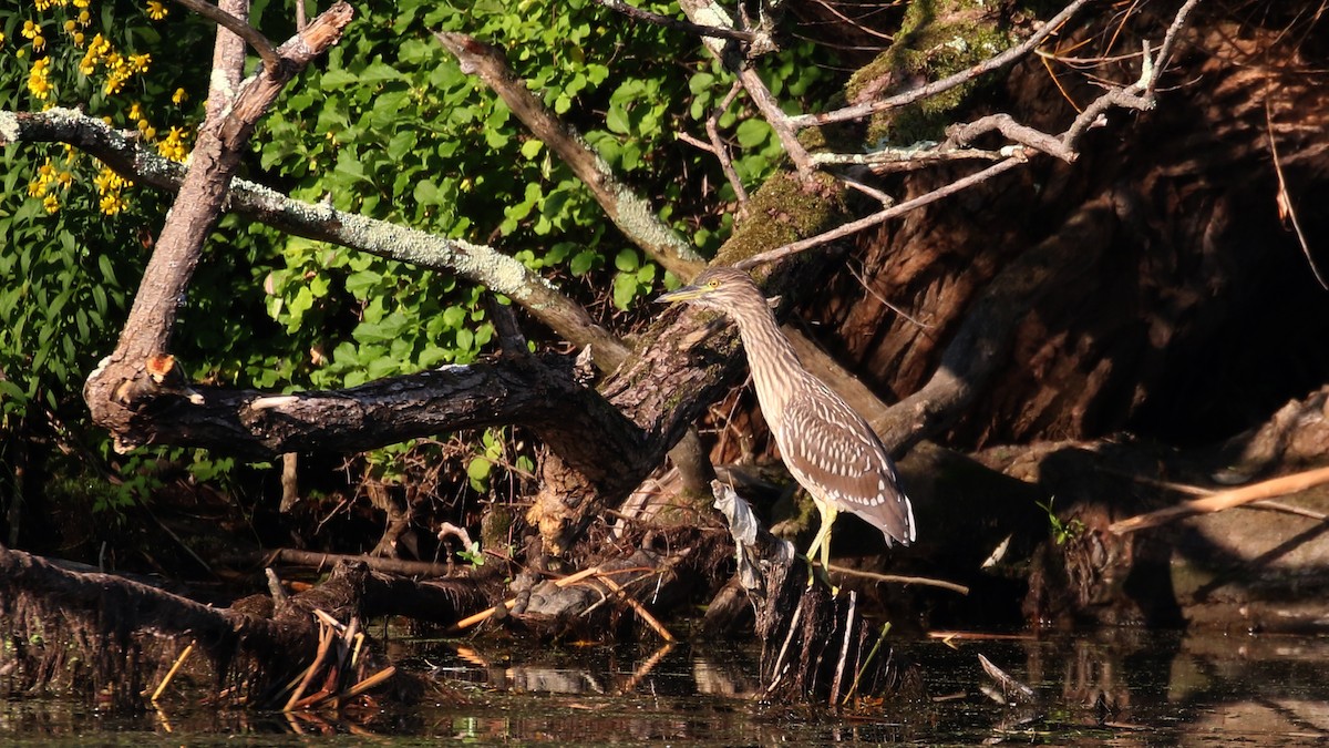 Black-crowned Night Heron - ML257732571