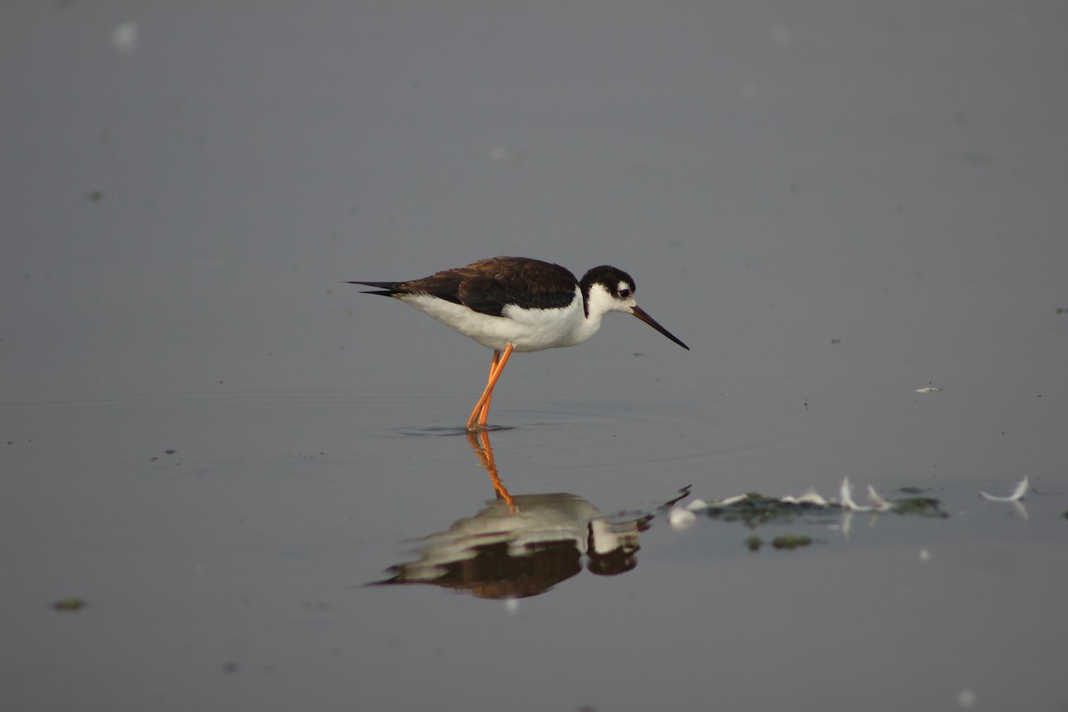 Black-necked Stilt - ML257732861