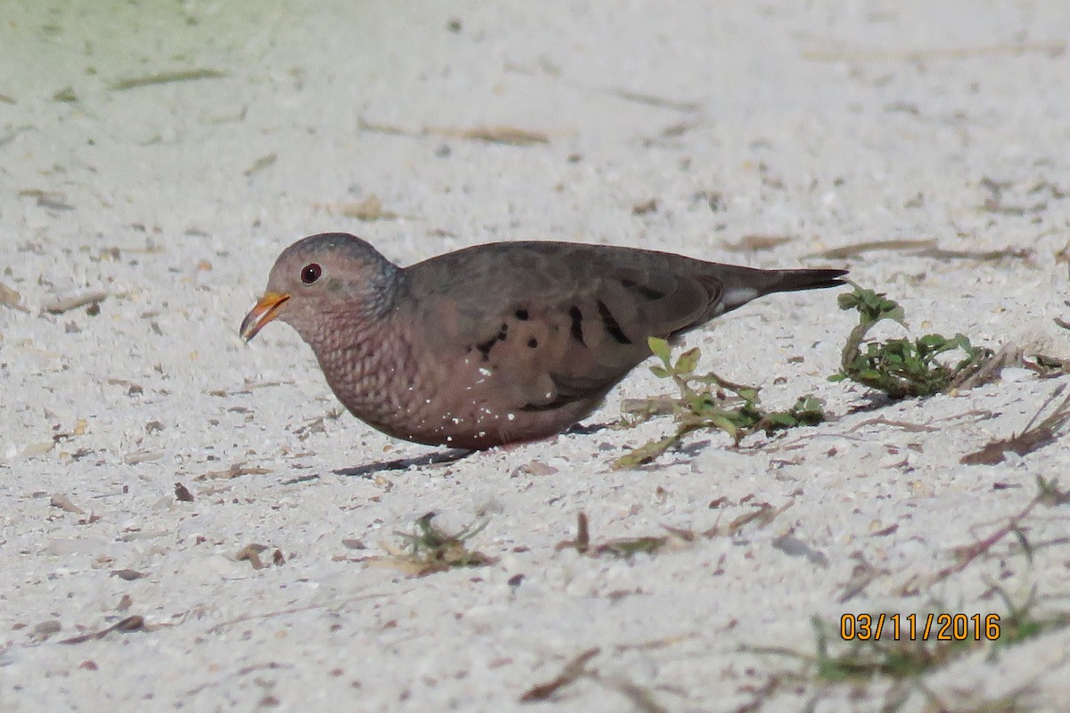 Common Ground Dove - ML25773401