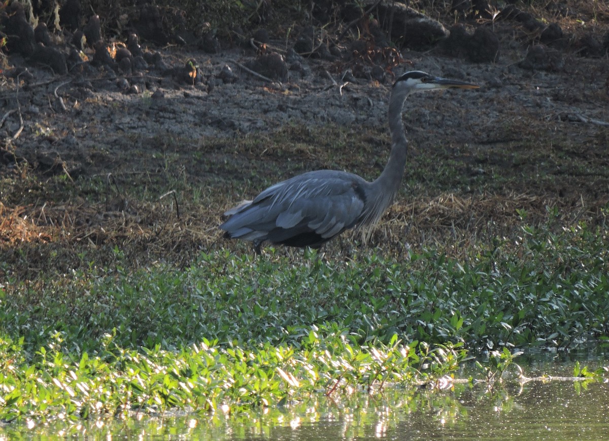 Great Blue Heron - ML257735071