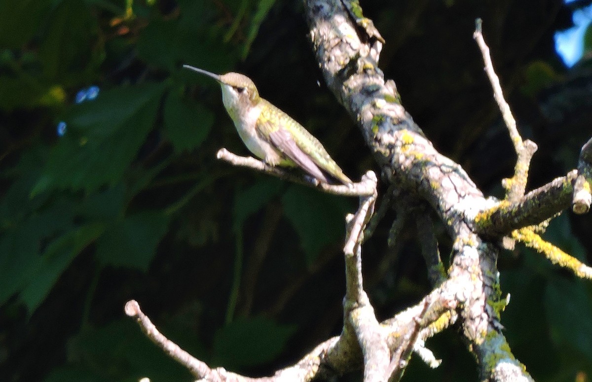 hummingbird sp. - Dianne Duke