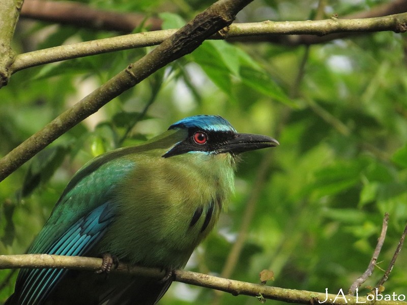 Blue-capped Motmot - ML257735261