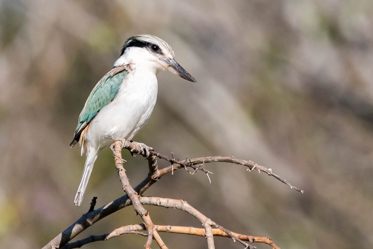 Red-backed Kingfisher - ML257735381